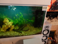 ABSOLUTE BARGAIN/£300 THE LOT INCLUDING THE FISH MAD PRICE/ NEW PICTURES ADDED/FULL SET UP WITH FISH/ BARGAIN/LARGE BESPOKE AQUARIUM IN WHITE,4FT 6 inches LONG X 2FT HIGH X 20 inches DEPTH.