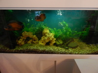ABSOLUTE BARGAIN/£300 THE LOT INCLUDING THE FISH MAD PRICE/ NEW PICTURES ADDED/FULL SET UP WITH FISH/ BARGAIN/LARGE BESPOKE AQUARIUM IN WHITE,4FT 6 inches LONG X 2FT HIGH X 20 inches DEPTH.