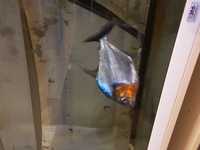6ft x 2ft x 30 inches ND Aquatics Aquarium tank and stand + piranha tropical fish