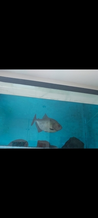 6ft x 2ft x 30 inches ND Aquatics Aquarium tank and stand + piranha tropical fish