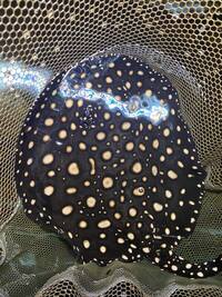 Reduced: FEMALE BD X BD HENLEI STINGRAY - 14inches