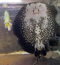 Reduced: FEMALE BD X BD HENLEI STINGRAY - 14inches