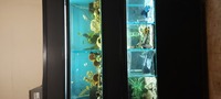 Aquarium Rack with Eight Tanks