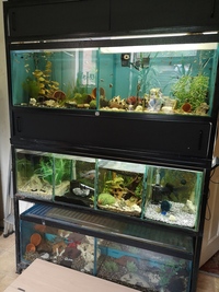 Aquarium Rack with Eight Tanks