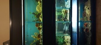 Aquarium Rack with Eight Tanks
