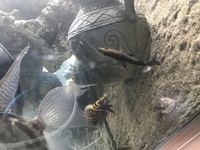 SELECTION OF TANGANYIKAN CICHLIDS - STUNNING