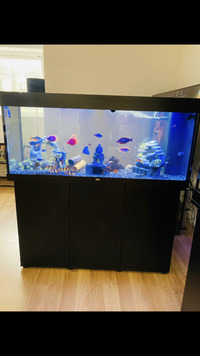 Juwel Rio 240 with cabinet