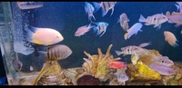 Aquarium full setup