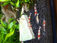 Caridina Red Crystal Shrimp