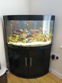 Juwel 190L corner fish tank