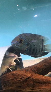 1x 6” Rio Negro Severum for sale- £40 ono