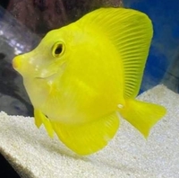 Sale Yellow tang …. New stock £250 each..