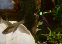 Pair of ‘EL TIGRE’ ENDLER GUPPY (Male & Female) breeding pair - great fish