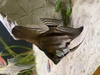Young Angelfish. Good Quality home bred mixed colours 4-5cm, Philippine Blue and Paraiba.