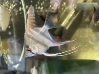 Young Angelfish. Good Quality home bred mixed colours 4-5cm, Philippine Blue and Paraiba.