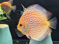 REDUCED Closing down Stendker Discus and Angel Tank
