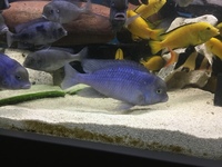 Blue Dolphins and Yellow Labs - collection only