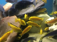 Blue Dolphins and Yellow Labs - collection only