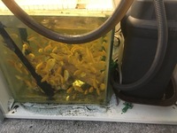 Blue Dolphins and Yellow Labs - collection only