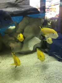 Blue Dolphins and Yellow Labs - collection only