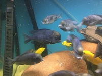 Blue Dolphins and Yellow Labs - collection only