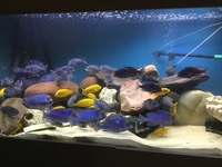 Blue Dolphins and Yellow Labs - collection only
