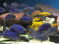 Blue Dolphins and Yellow Labs - collection only