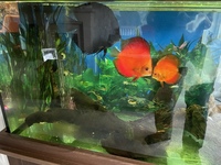 4 large discus for sale