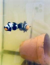Designer breeding Clownfish - Black Snowflake and Darwin