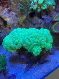 Marine corals for sale, LPS corals