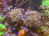 Marine corals for sale, LPS corals