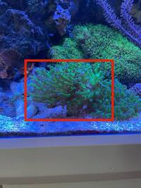 Marine corals for sale, LPS corals
