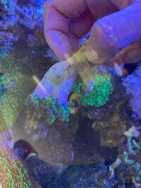 Marine corals for sale, LPS corals