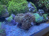 Marine corals for sale, LPS corals