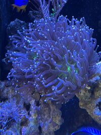 Marine corals for sale, LPS corals