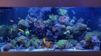 Marine corals for sale, LPS corals