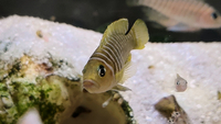N. Similis(shelldweller) colony for sale