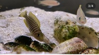 N. Similis(shelldweller) colony for sale
