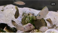 N. Similis(shelldweller) colony for sale