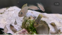 N. Similis(shelldweller) colony for sale