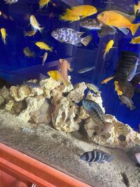 Mbuna Cichlids for sale from £3.00