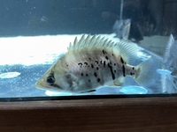 Indo Sumatra Tiger Fish Datnoids 11 inch
