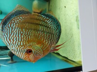 For Sale 6 wild discus