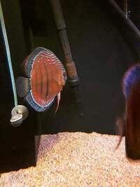 For Sale 6 wild discus