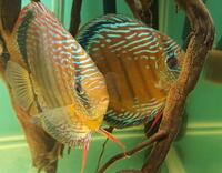 For Sale 6 wild discus