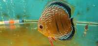 For Sale 6 wild discus