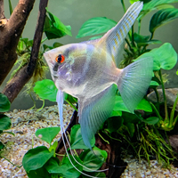 Angelfish One large breeding pair of False or Peruvian Altums