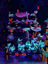 Various SPS corals - Hertfordshire