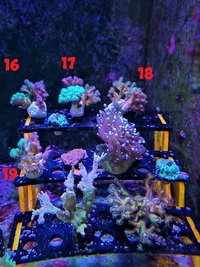 Various SPS corals - Hertfordshire