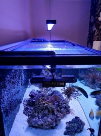 ND Aquatics 5x2x2 Marine Aquarium full set up & fish.